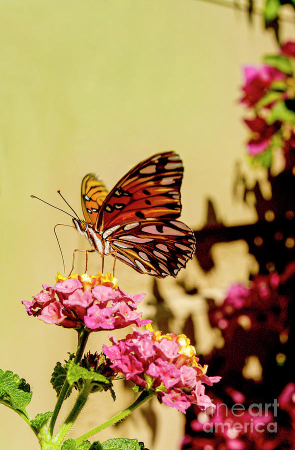 A monarch butterfly sits on a flower while eating its nectar.	 Photograph by Gunther Allen