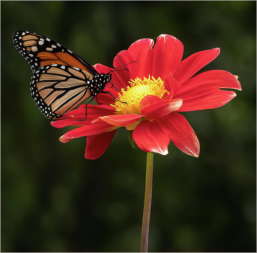 A Monarch in profile Photograph by Sylvia Goldkranz