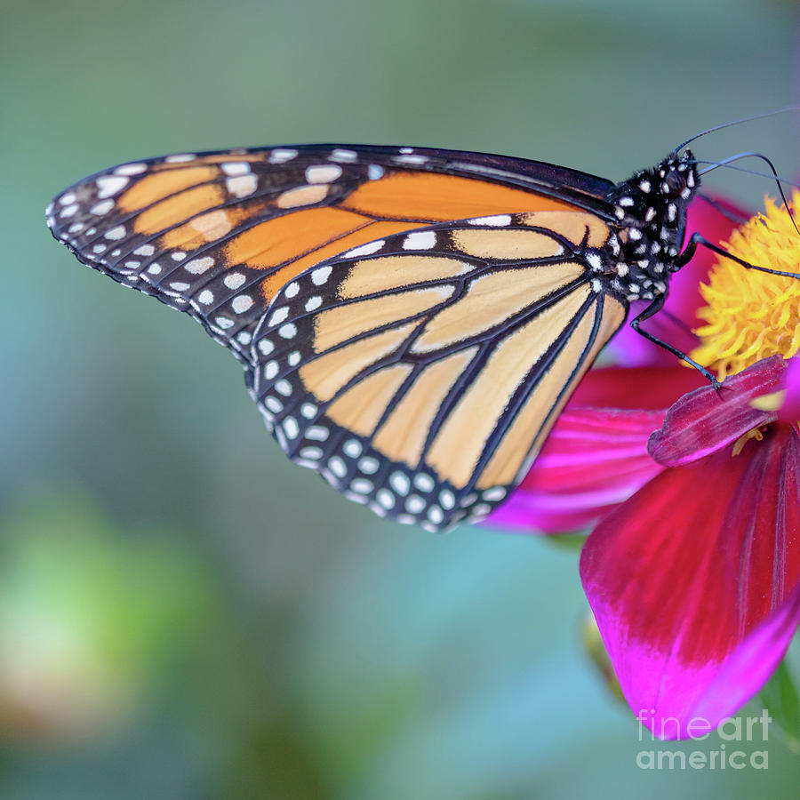 https://images.fineartamerica.com/images/artworkimages/mediumlarge/3/a-monarch-on-a-pink-dahlia-janice-noto.jpg