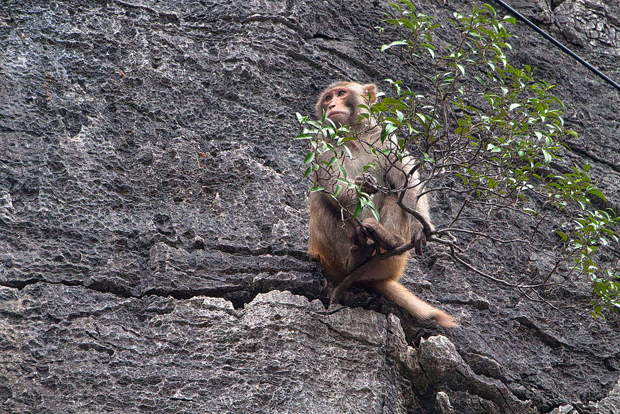 A Monkey On A Rock Photograph by Harri Küünarpuu