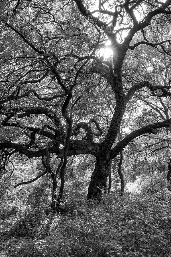 A Monochrome Forest Portrait Photograph by Brigitte Blanchette Thompson A Monochrome Forest Portrait Photograph by Brigitte Blanchette Thompson