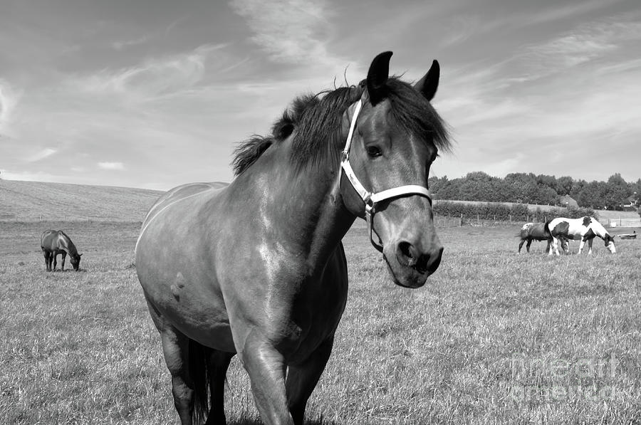 A monochrome group of horses in Middleton, Grt Manchester, UK Photograph by Pics By Tony