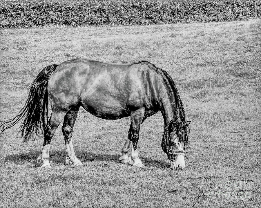 A Monochrome Horse, Heywood, England Photograph