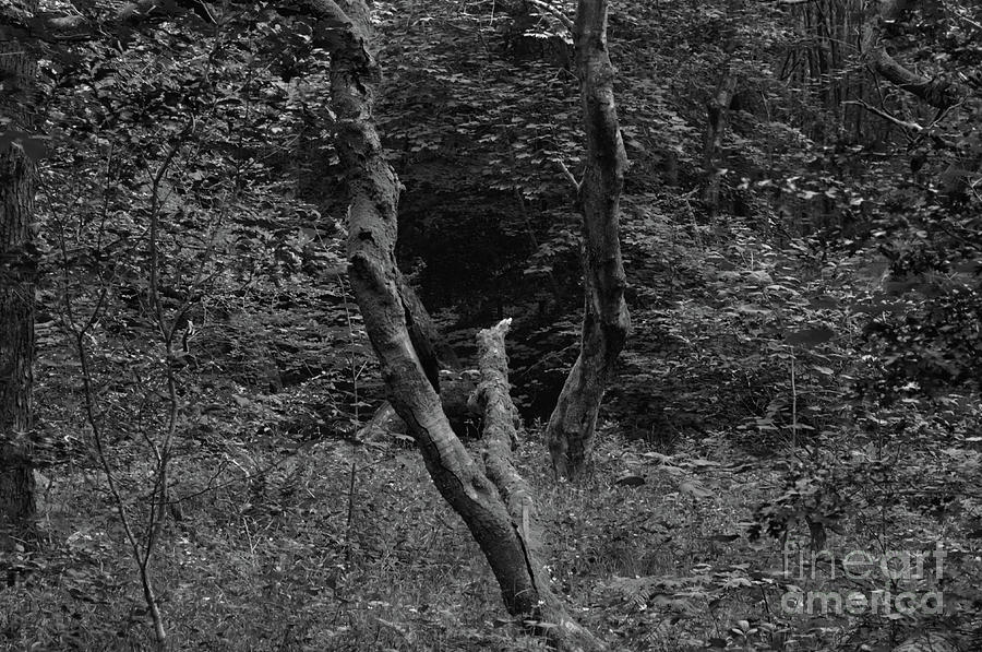 A Monochrome of a broken tree Hopwood Reserve Manchester England UK Photograph by Pics By Tony