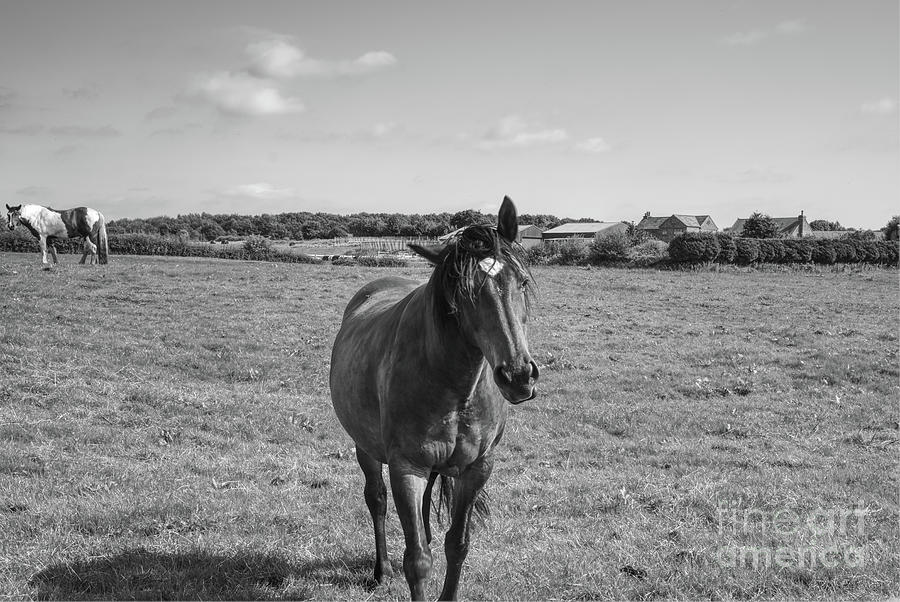 A monochrome Quizzical horse Photograph by Pics By Tony