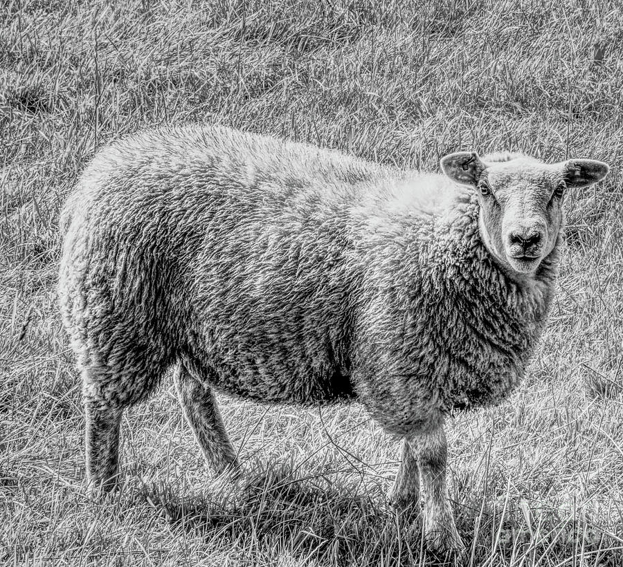A Monochrome Sheep Photograph