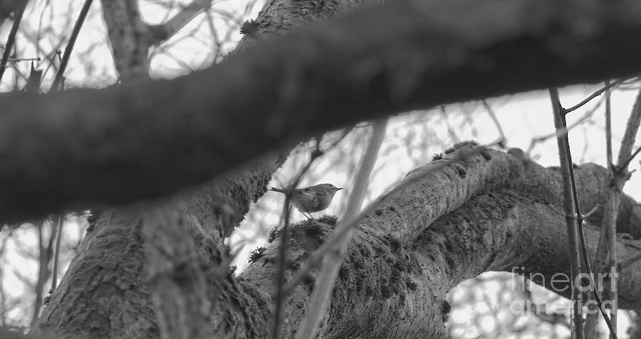 A monochrome Wren in Alkington Woods, Manchester, UK Photograph by Pics By Tony