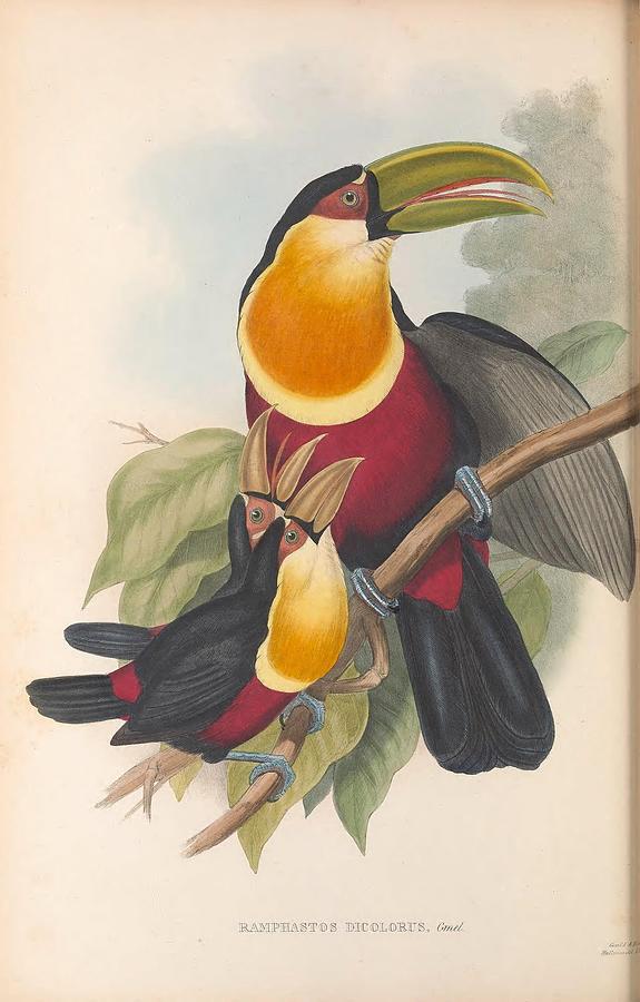 A Monograph Of The Ramphastidae Or Family Of Toucans1852 1854 04 Painting