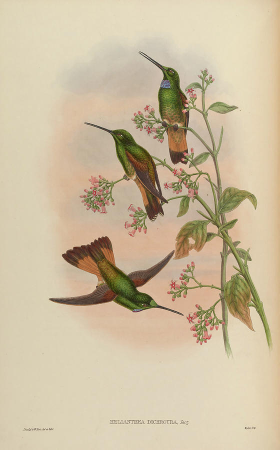 A monograph of the Trochilidae, or family of humming birds Painting by MotionAge Designs