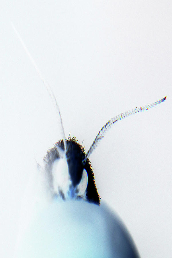 Abstract Photograph - A Monster Lurks by Holly Morris Abstract Photograph - A Monster Lurks by Holly Morris
