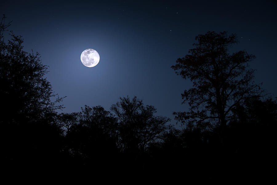 A Moon in the Forest Photograph by Mark Andrew Thomas