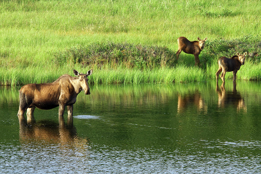 A Moose and Her Calves Photograph by Robert Braley