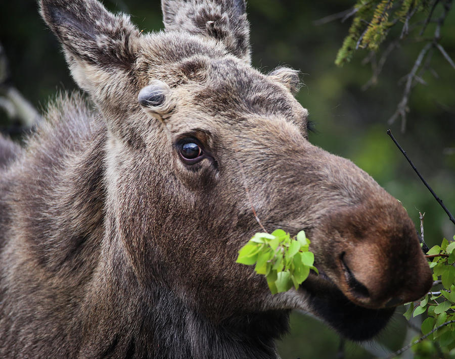Moose Photograph - A Moose Eats by Robert Braley