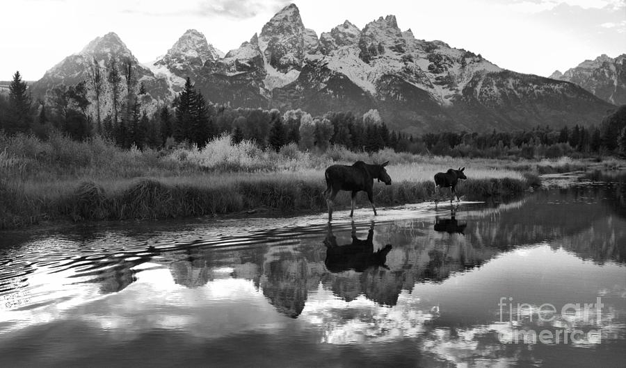 A Moose Schwabacher Sunset Stroll Black And White Photograph by Adam Jewell