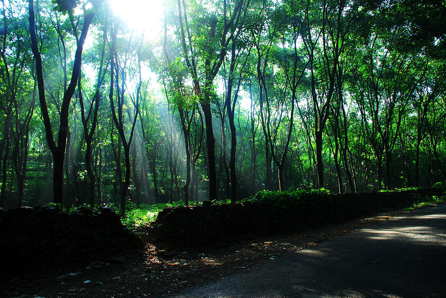 A morning amidst rubber trees Photograph by Gopan G Nair