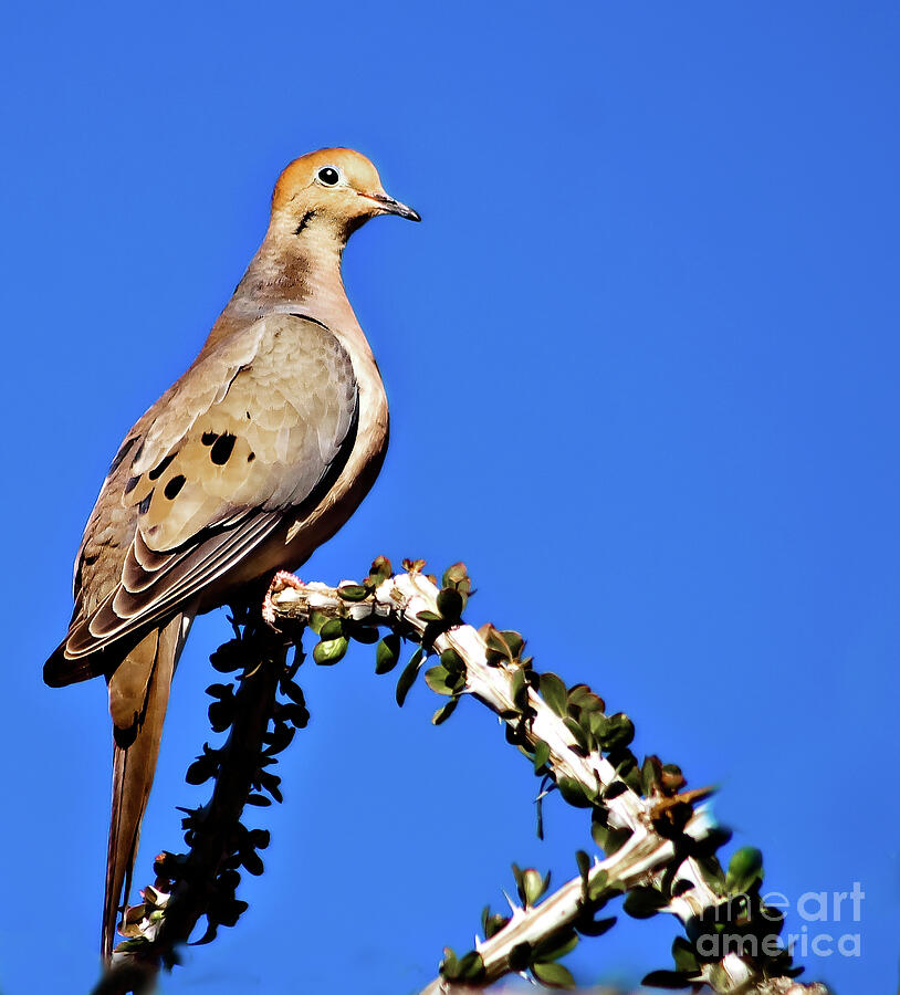 Inspirational Photograph - A Morning Dove Portrait by Robert Bales