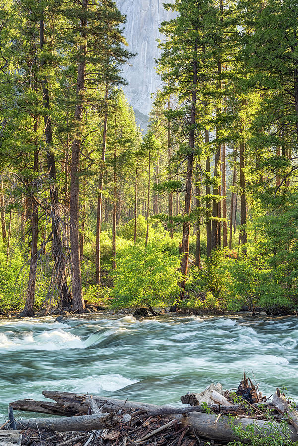A Morning Light For The Merced River Photograph by Joseph S Giacalone
