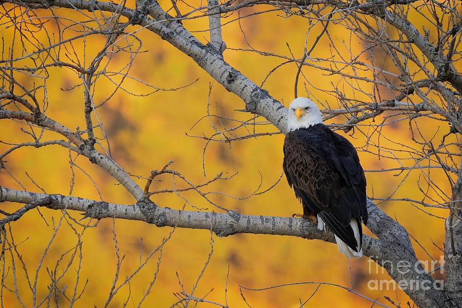A Morning with an Eagle Photograph by Ronda Kimbrow