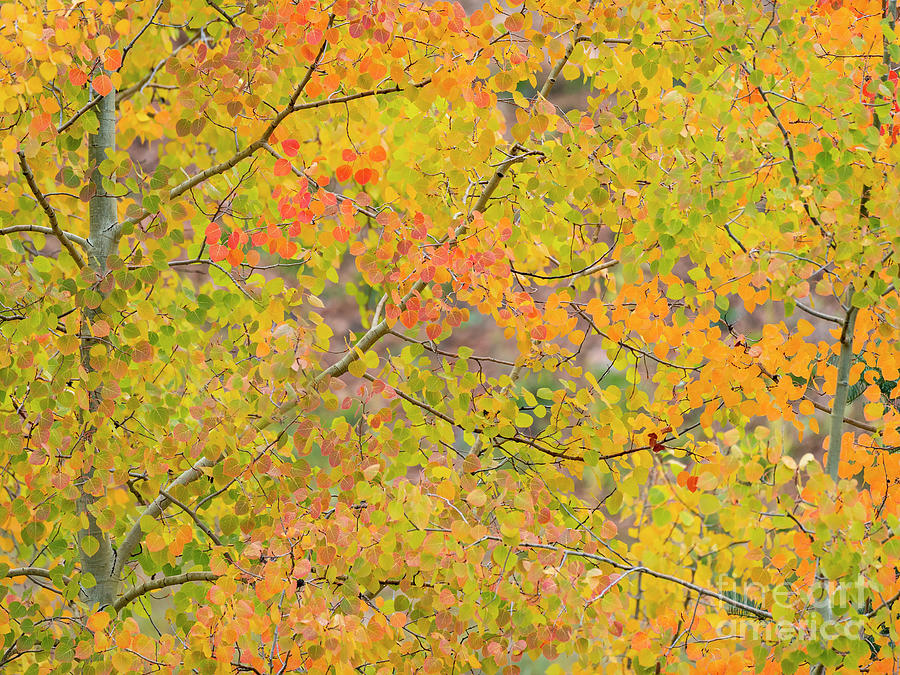 A Mosaic of Fall Leaves  Photograph by Maresa Pryor-Luzier