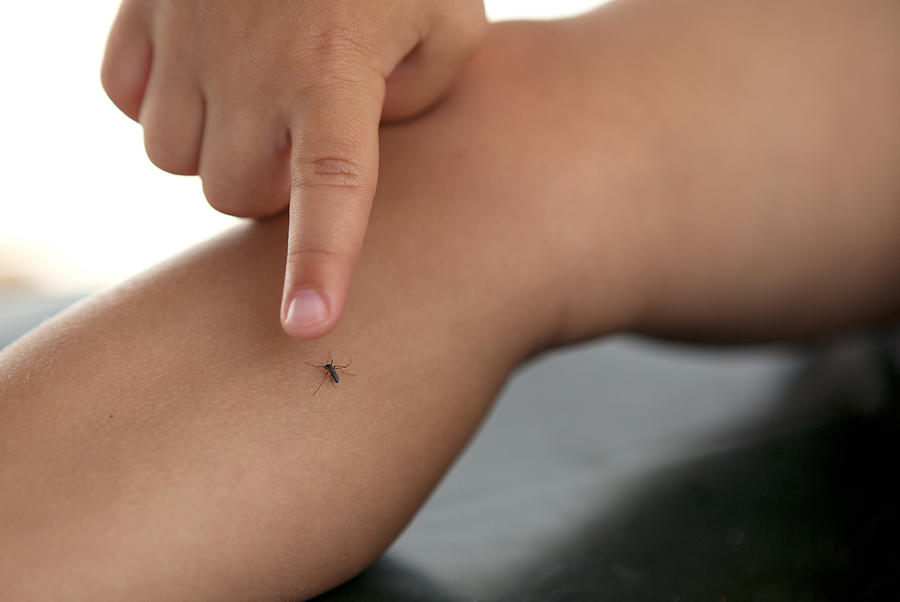 A mosquito on small kids leg Photograph by Thanasis Zovoilis
