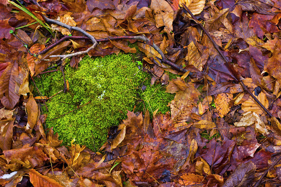 A Moss Patch Under a Bed of Wet Leaves Photograph by Mark Berry - Fine ...