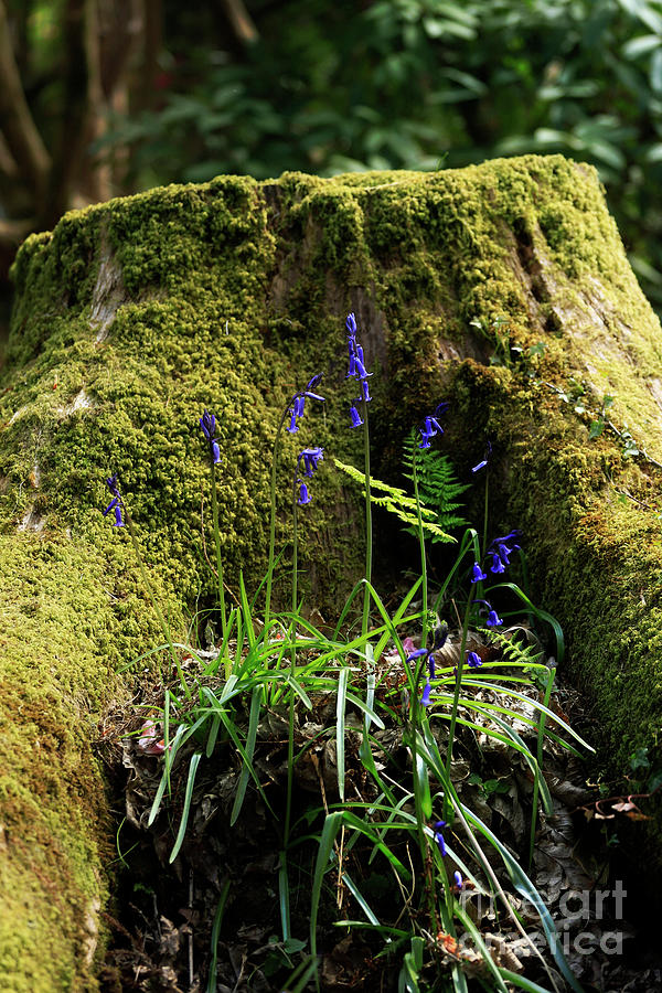 A Mossy Stump With Bluebells Photograph by Terri Waters