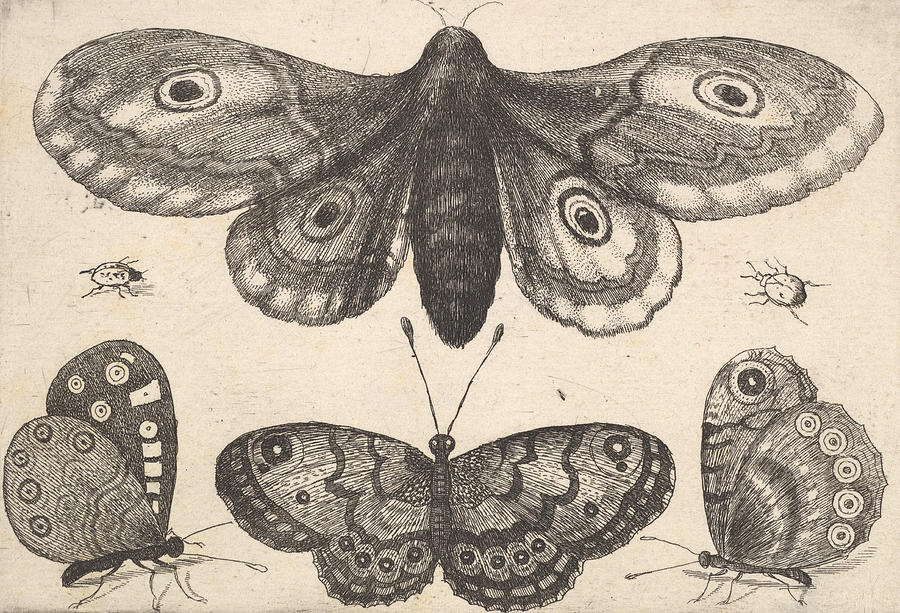 A Moth, Three Butterflies and Two Beetles Relief by Wenceslaus Hollar