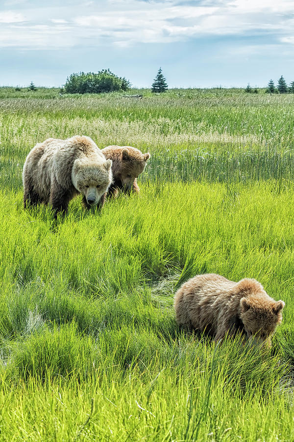 A Mother and Her Two Cubs, No. 3 Photograph by Belinda Greb