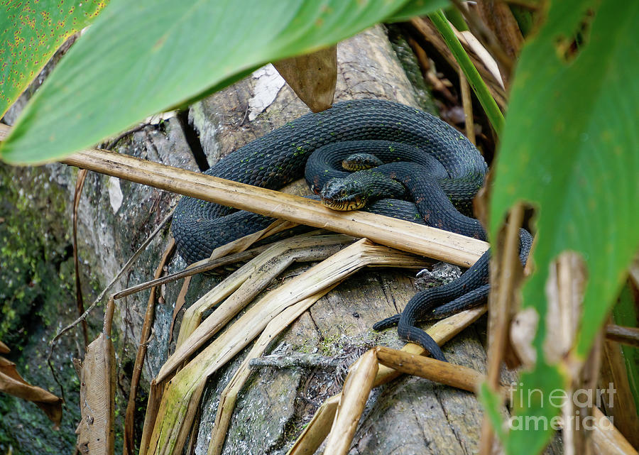 A mother and juvemile Blue Indigo Snakes rest on a log in a swam Photograph by William Kuta