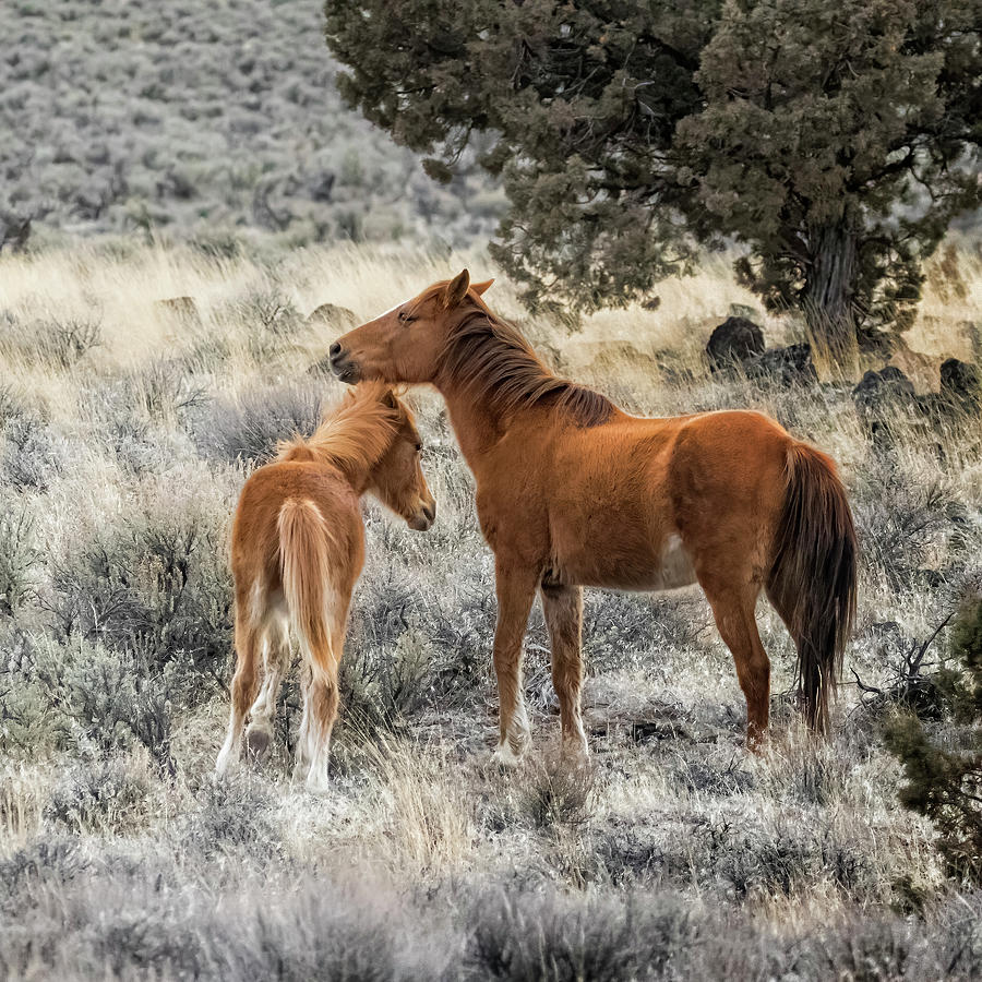 A Mothers Care, No. 1 Photograph by Belinda Greb