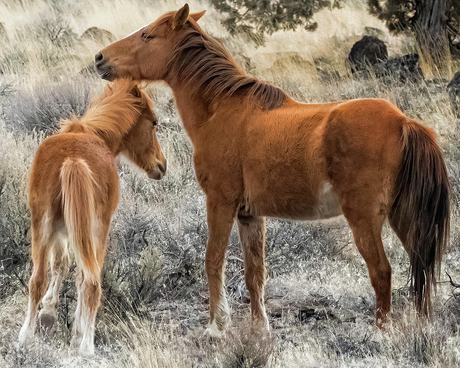 A Mothers Care, No. 2 Photograph by Belinda Greb