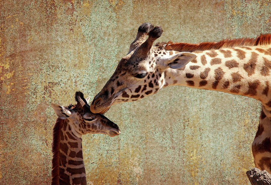 A Mothers Kiss Photograph by Judy Vincent