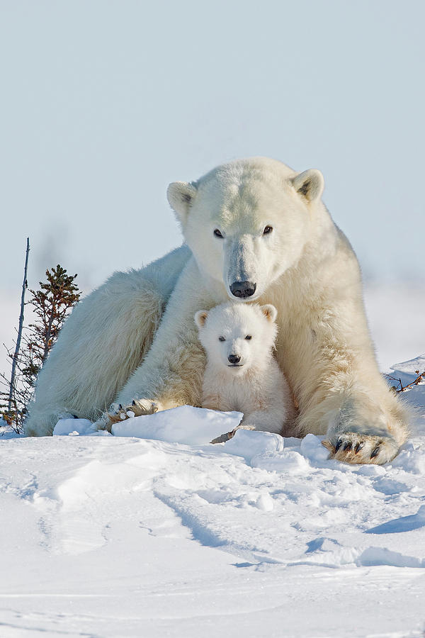 A Mother's Protection Photograph by Michael Watts | Fine Art America