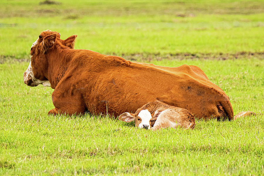 Cow Photograph - A mothers warmth by John Ruggeri