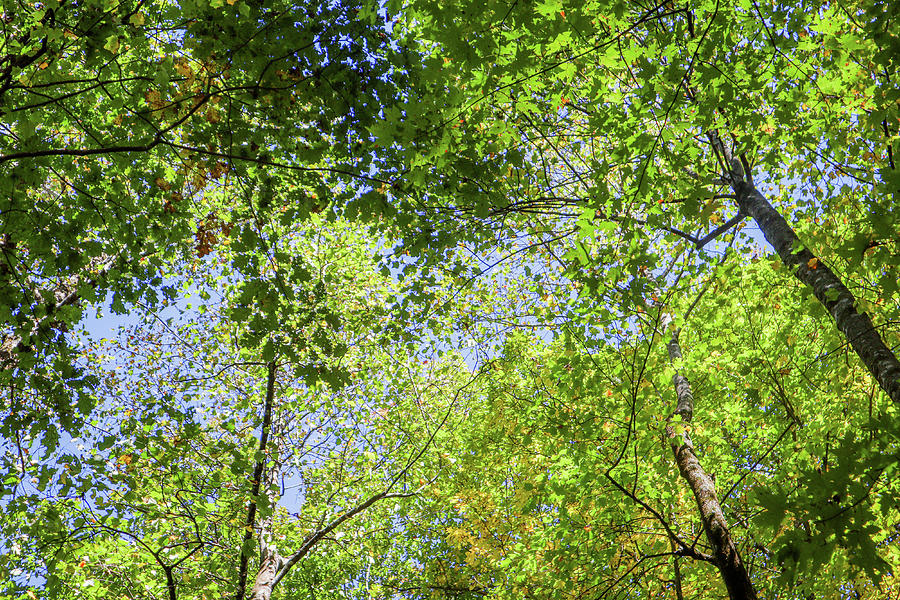 A Mount Yonah Tree Canopy Photograph by Ed Williams