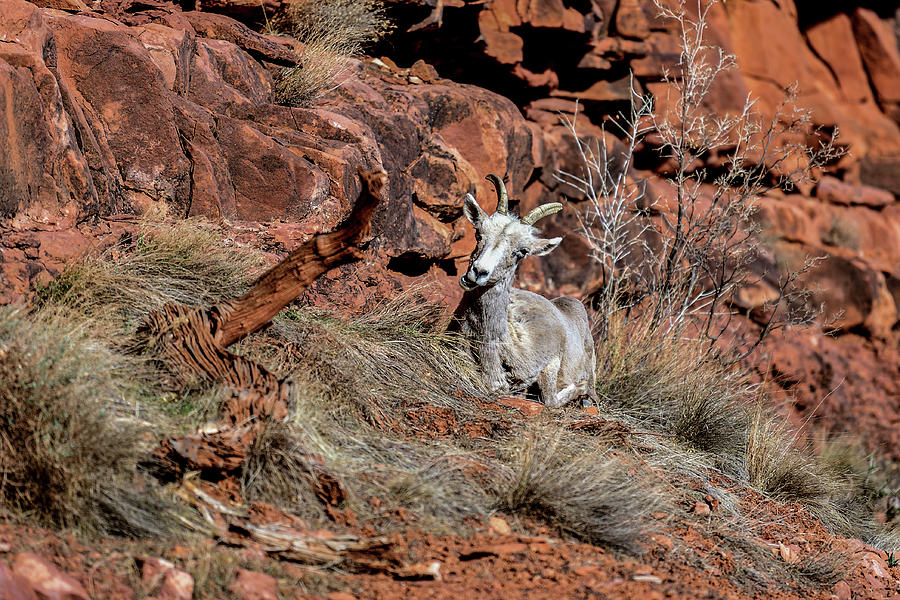 A Mountain Goat of The Grand Canyon, Arizona Photograph by Amazing Action Photo Video