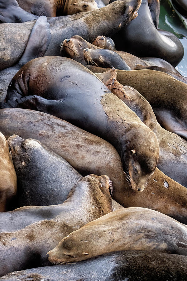 A Muddle of Sea Lions Photograph by Belinda Greb