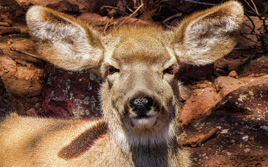 A Mule Deer Photograph by Laura Putman