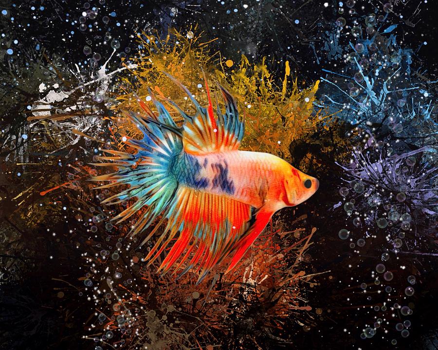 A Multi Color Crowntail Betta Digital Art