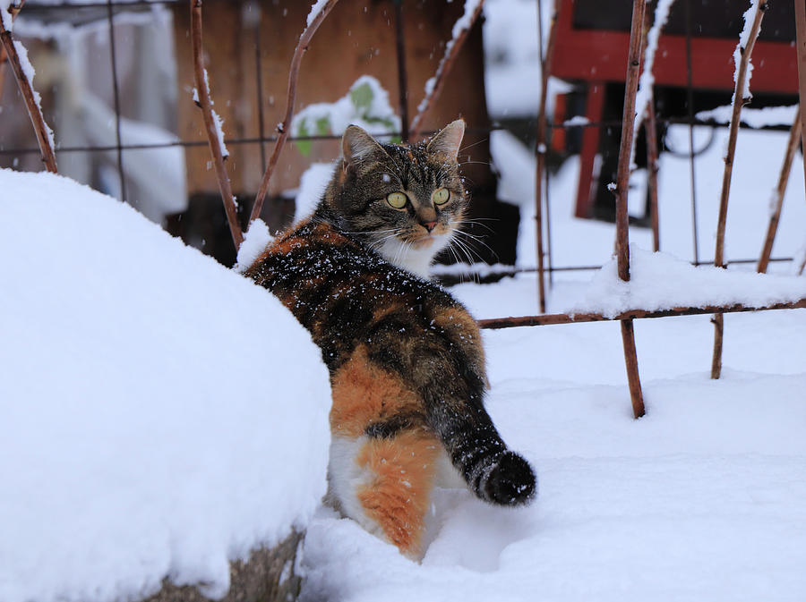 A multi colored domestic cat walking in snow and looking into camera. It snows. A cat trying