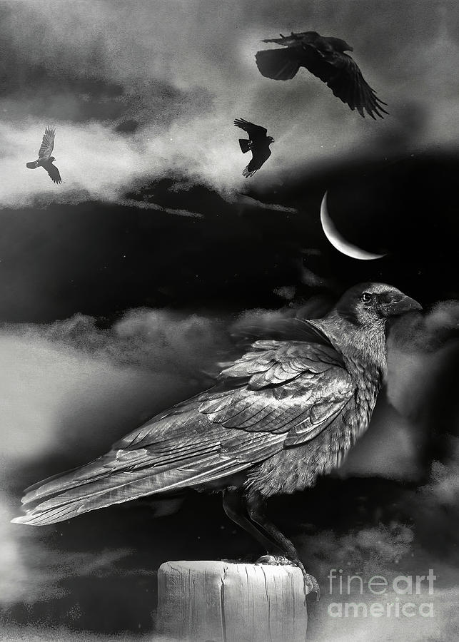 A Murder of Crows or an Unkindness of Ravens Photograph by Stephanie Laird