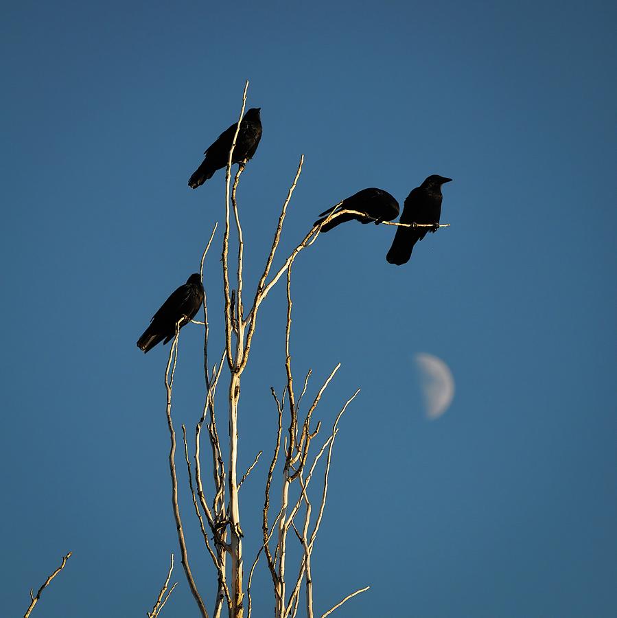 A Murder of Crows Photograph by Rebecca Herranen