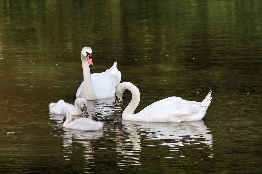 A Mute Swan Family Photograph by Carol Montoya