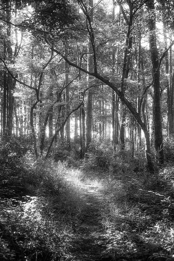 A Mystic Forest Scene - Croatan National Forest Photograph by Bob Decker