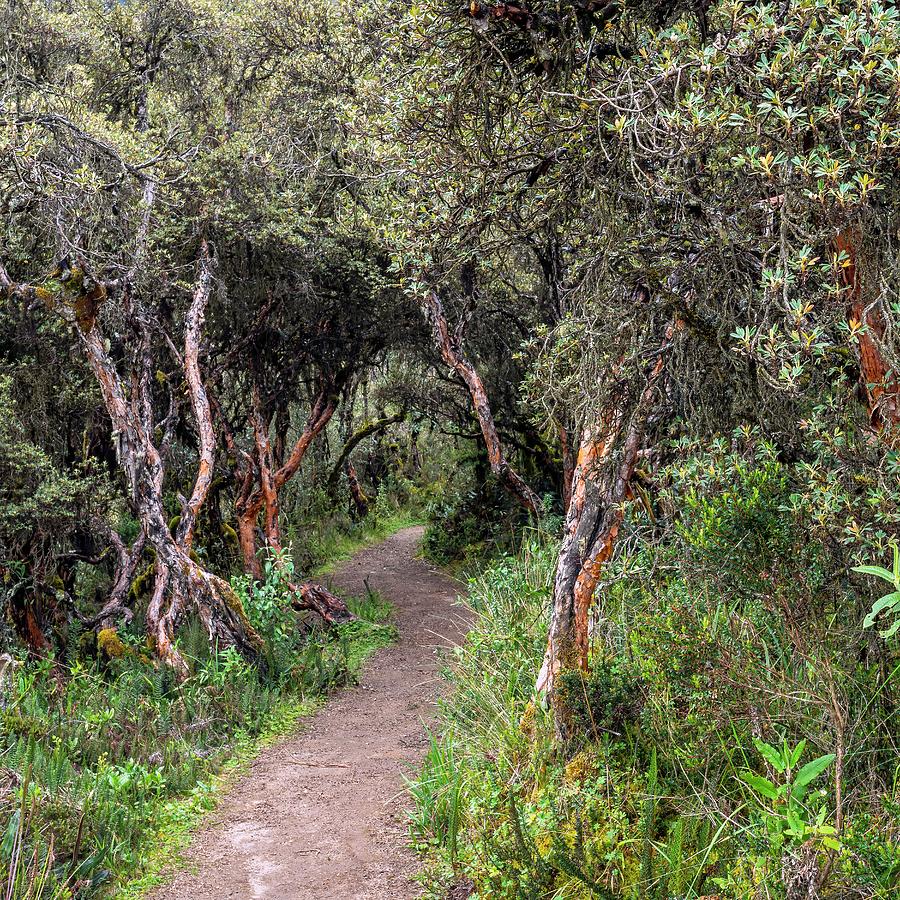 A narrow path through a very dense Polylepis trees forest. Photograph by Henri Leduc