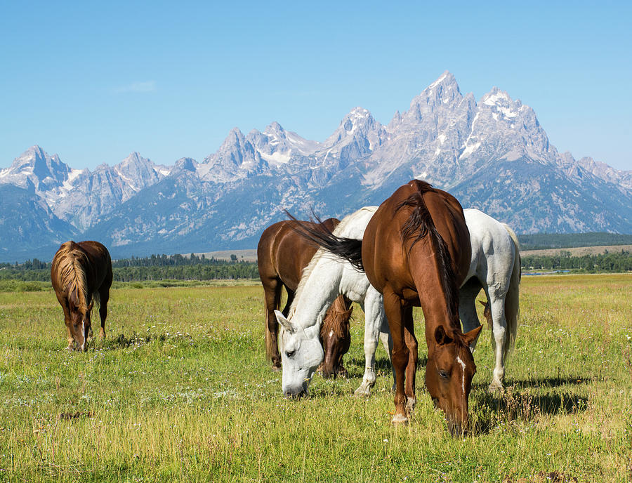 A Natural Portrait of Heads, Tail and Manes in Grand Teton National Park Photograph by Bruce Gourley