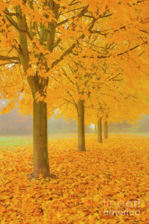 Misty Sycamore Tree Avenue in Autumn Photograph by Neale And Judith Clark