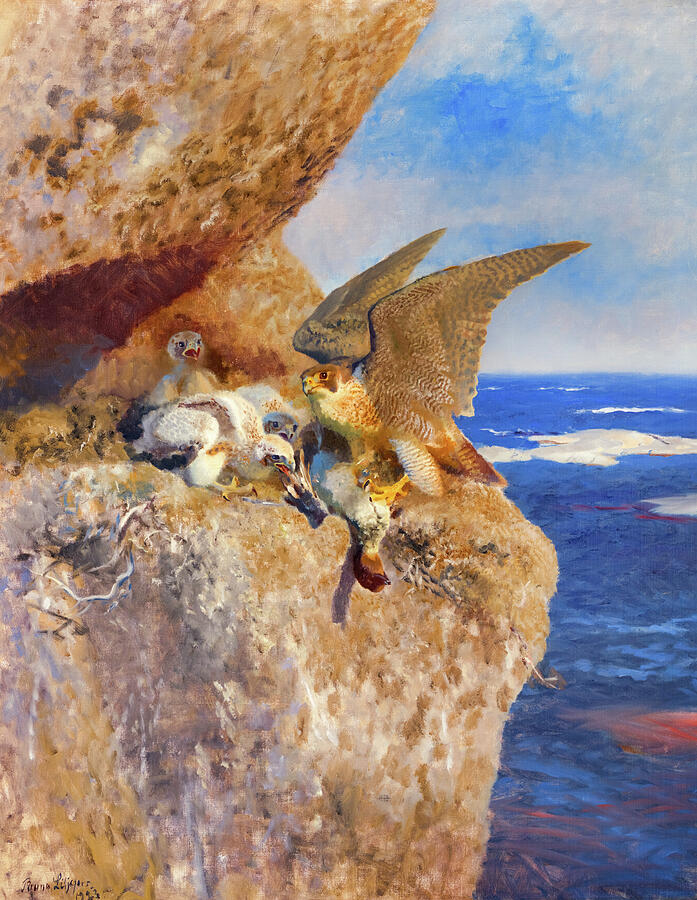 Bruno Andreas Liljefors Painting - A Nest of Peregrine Falcons by Bruno Liljefors Bruno Andreas Liljefors Painting - A Nest of Peregrine Falcons by Bruno Liljefors