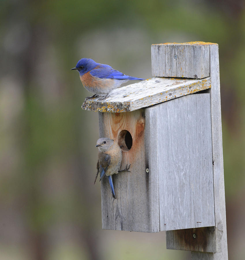 A Nesting Pair of Bluebirds Photograph by Whispering Peaks Photography ...