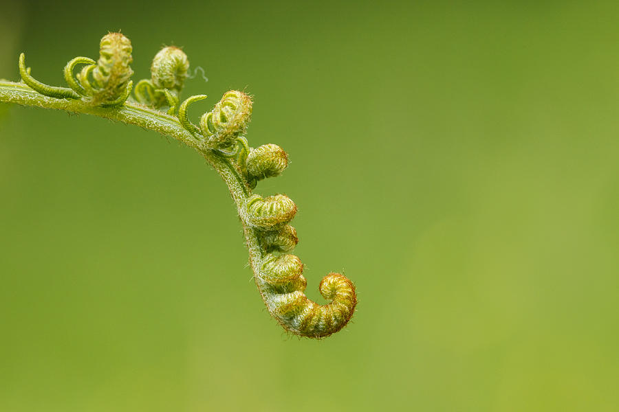 A new bud of a fern leaf. Photograph by Javier Fernández Sánchez